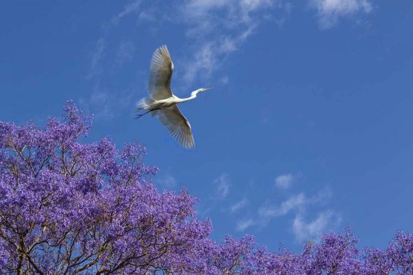 Mexico Great egret flying over jacaranda tree